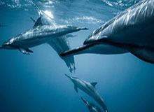 开云-【早报】神锋进化！凯恩叕助攻18场造27球已超去季！